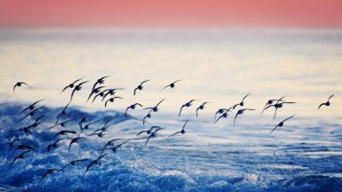 Small flock of dunlin birds flying