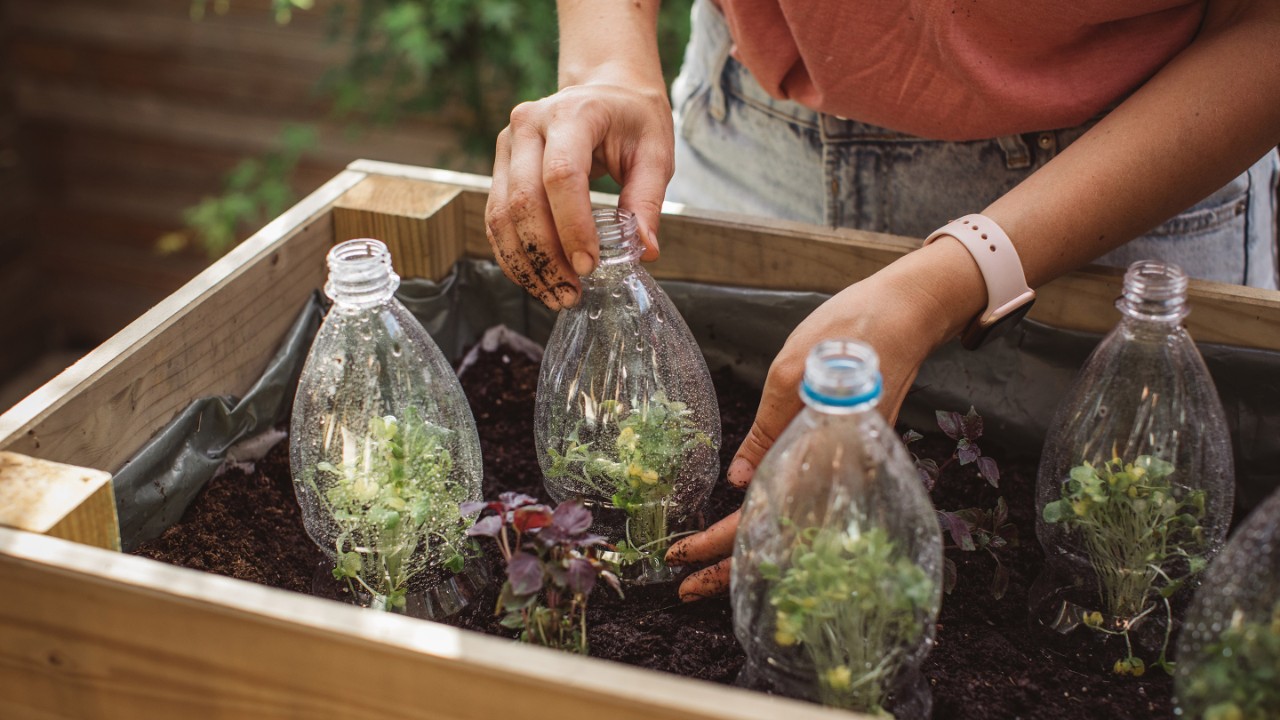 Pflanzenkeimlinge unter Gewächshilfe aus Plastikflaschen