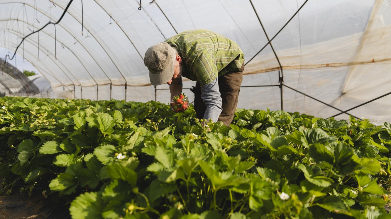 Image of a farmer in a greenhouse picking strawberries
