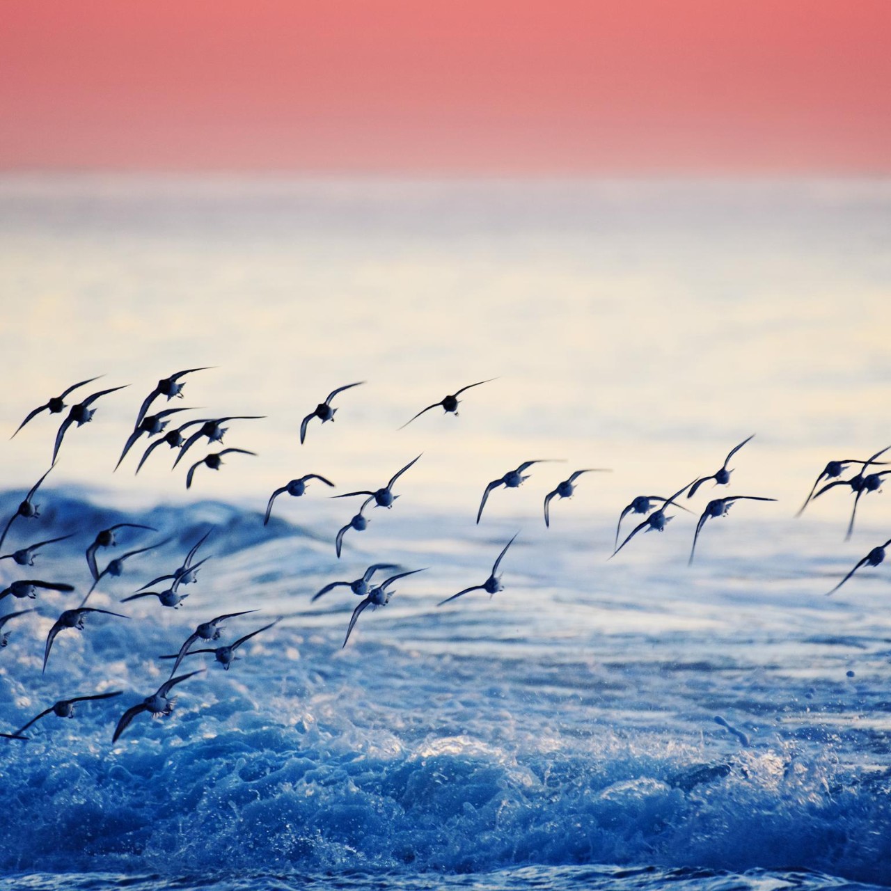 a small flock of birds