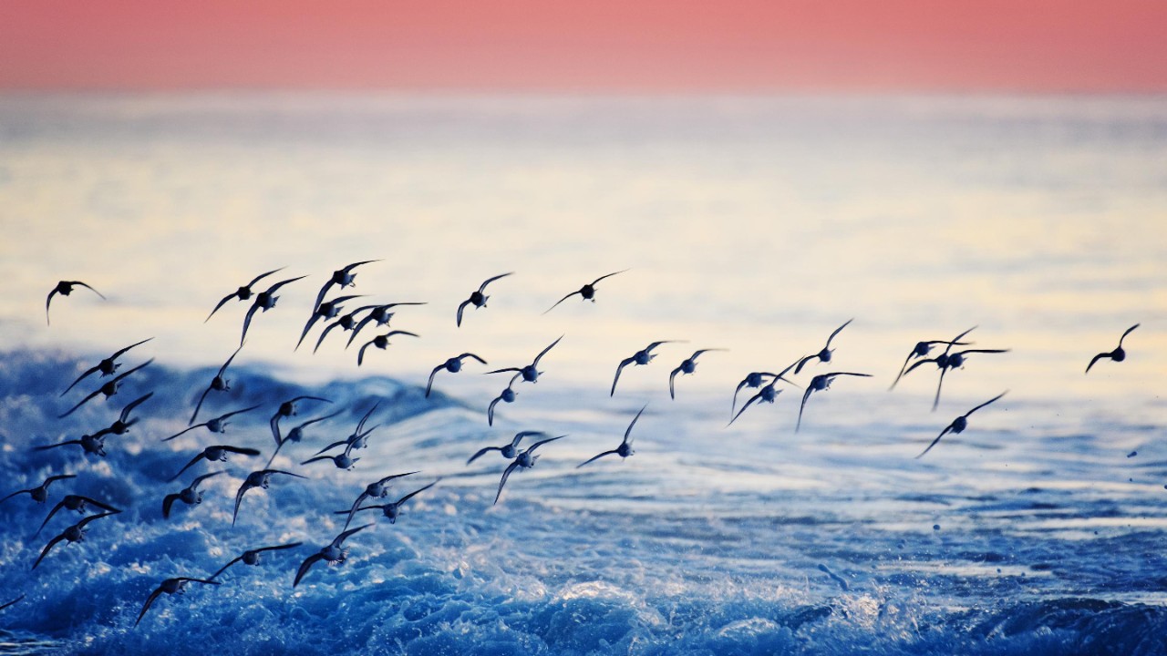 Bird flu considerations for employers – An update 