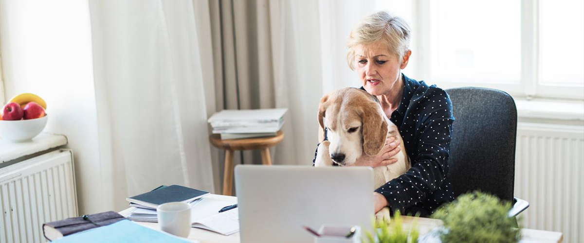 A confident female pensioner looking at computer, holding a pet,