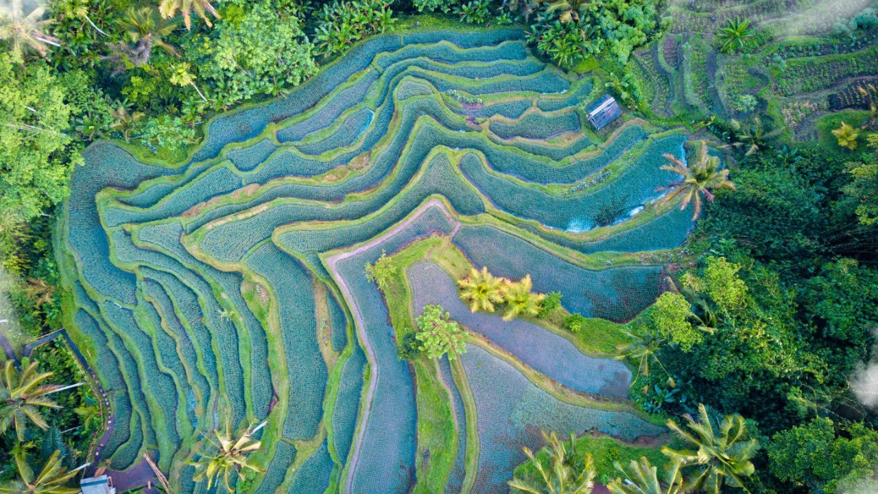 editorial-gettyimages-1771248997-lush-rice-terrace-2880x1620.jpg